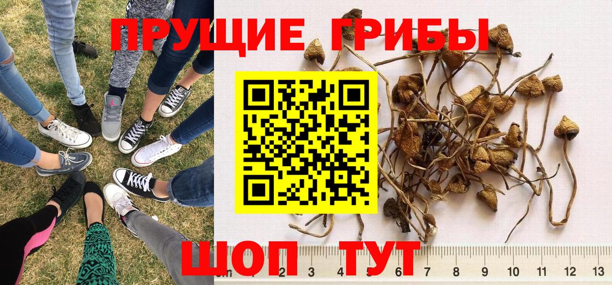 Галлюциногенные грибы Cubensis Волгодонск